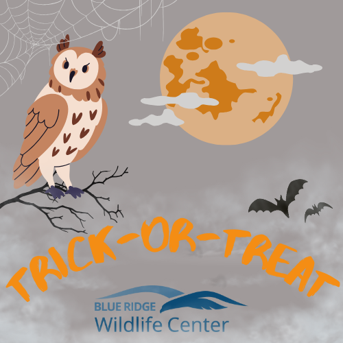 Trick or Treat at Blue Ridge Wildlife Center